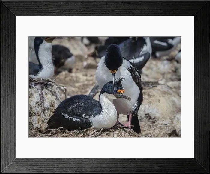 Framed Print : Blue-eyed Cormorant (Phalacrocorax atriceps) Framed Print : Blue-eyed Cormorant (Phalacrocorax atriceps)