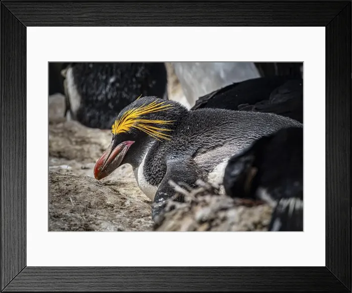 Framed Print : Golden crested penguin (Eudyptes chrysolophus) Framed Print : Golden crested penguin (Eudyptes chrysolophus)