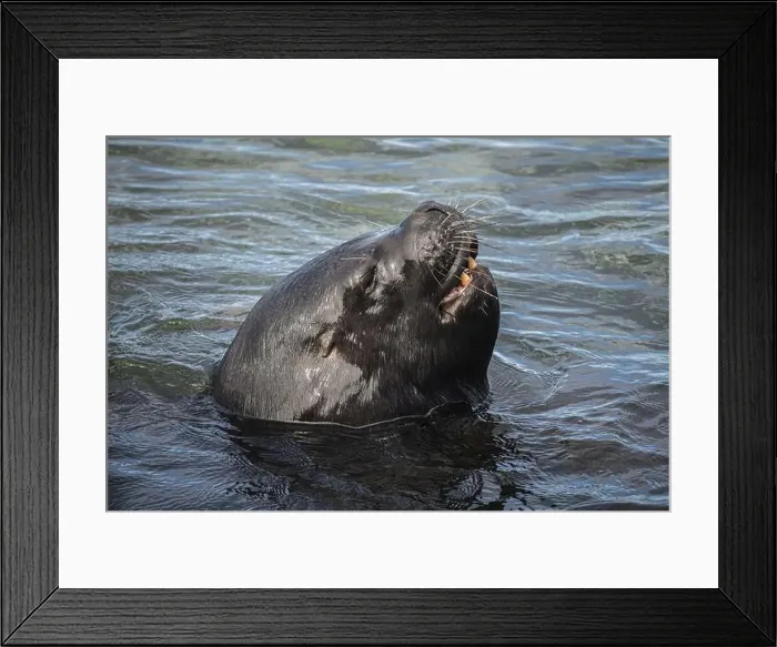Framed Print : Male maned seal (Otaria flavescens) in shallow water Framed Print : Male maned seal (Otaria flavescens) in shallow water