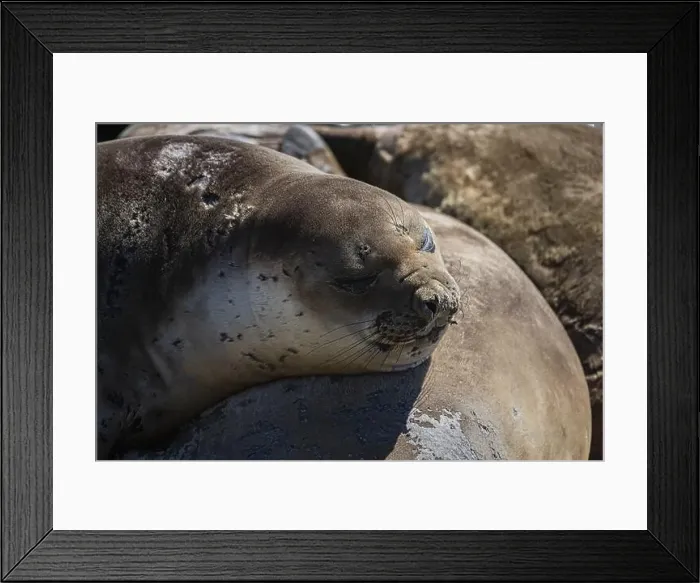 Framed Print : Young female Southern elephant seal (Mirounga leonina) resting on a beach Framed Print : Young female Southern elephant seal (Mirounga leonina) resting on a beach