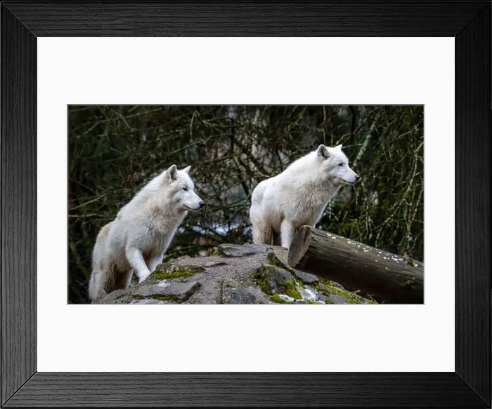Framed Print : A pair of Arctic wolves (Canis lupus arctos) Framed Print : A pair of Arctic wolves (Canis lupus arctos)
