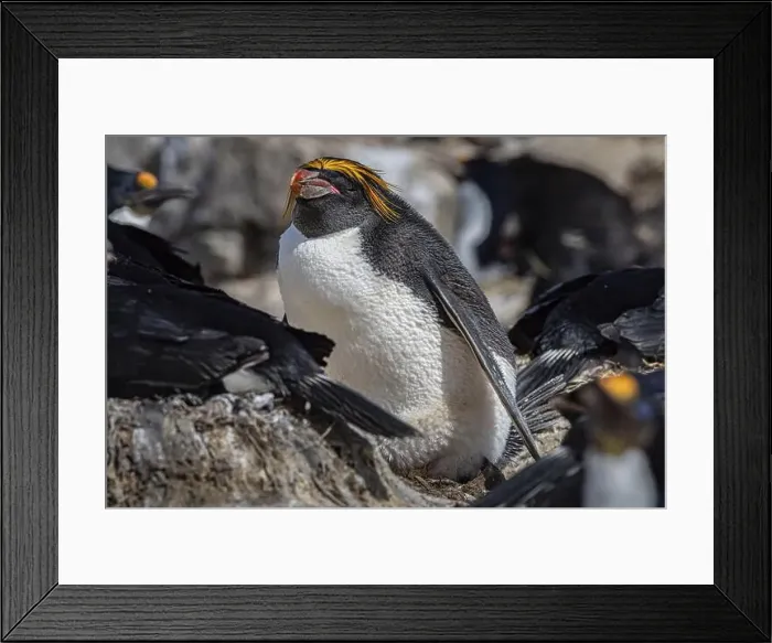 Framed Print : Golden crested penguin (Eudyptes chrysolophus) Framed Print : Golden crested penguin (Eudyptes chrysolophus)