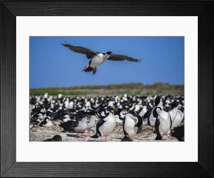Framed Print : Blue-eyed Cormorant (Phalacrocorax atriceps) Framed Print : Blue-eyed Cormorant (Phalacrocorax atriceps)