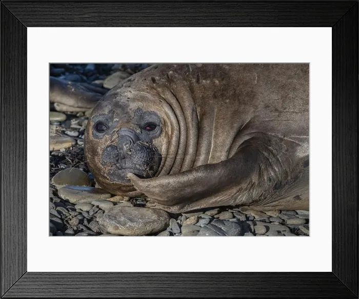 Framed Print : Young male Southern elephant seal (Mirounga leonina) on the beach during moulting Framed Print : Young male Southern elephant seal (Mirounga leonina) on the beach during moulting