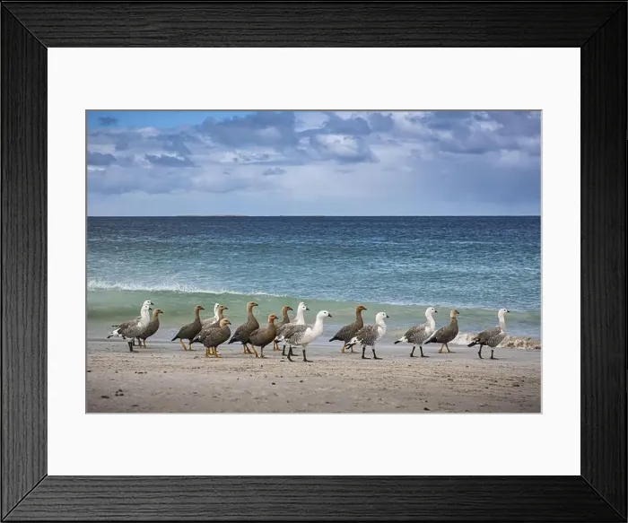 Framed Print : Magellanic Geese (Chloephaga picta) Framed Print : Magellanic Geese (Chloephaga picta)