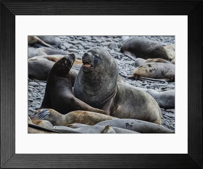 Framed Print : Maned seals (Otaria flavescens) showing readiness to mate Framed Print : Maned seals (Otaria flavescens) showing readiness to mate
