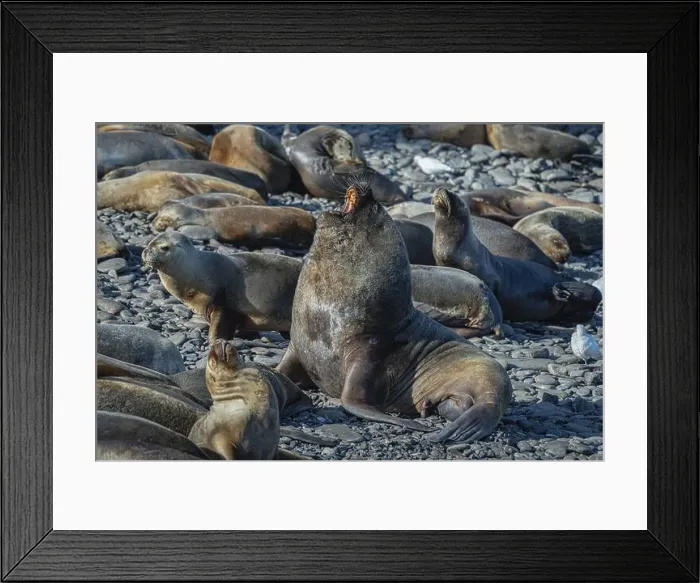 Framed Print : Male maned seal (Otaria flavescens) with harem on a beach Framed Print : Male maned seal (Otaria flavescens) with harem on a beach