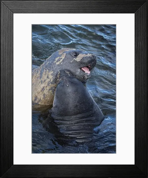 Framed Print : Young male Southern elephant seals (Mirounga leonina) playfully fighting in shallow water Framed Print : Young male Southern elephant seals (Mirounga leonina) playfully fighting in shallow water