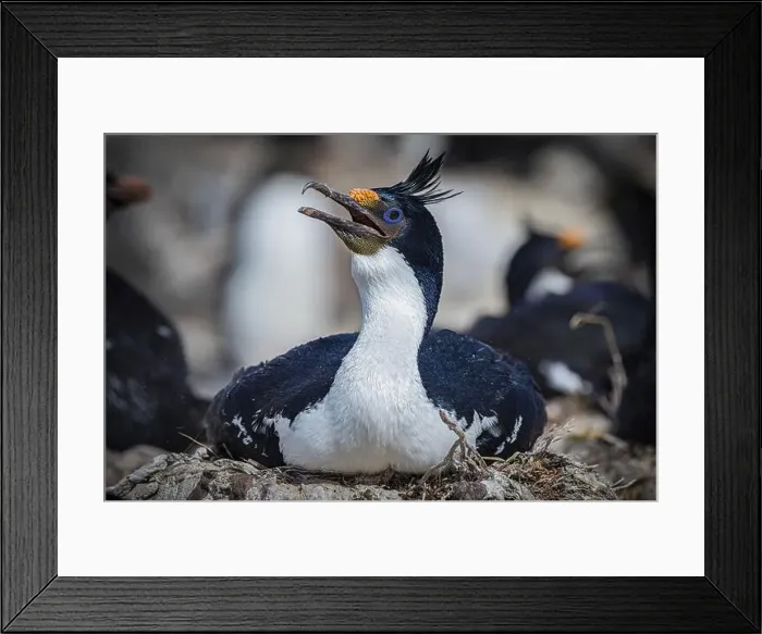 Framed Print : Blue-eyed Cormorant (Phalacrocorax atriceps) on its nest Framed Print : Blue-eyed Cormorant (Phalacrocorax atriceps) on its nest