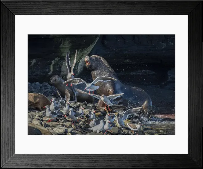 Framed Print : Male maned seal (Otaria flavescens) fetching a female back into his harem