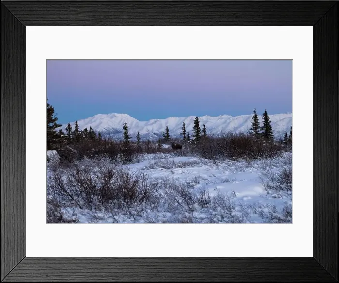 Framed Print : Moose standing in snowy field with trees in front of a snowy mountain on a winter afternoon with a pink sky near Delta Framed Print : Moose standing in snowy field with trees in front of a snowy mountain on a winter afternoon with a pink sky near Delta