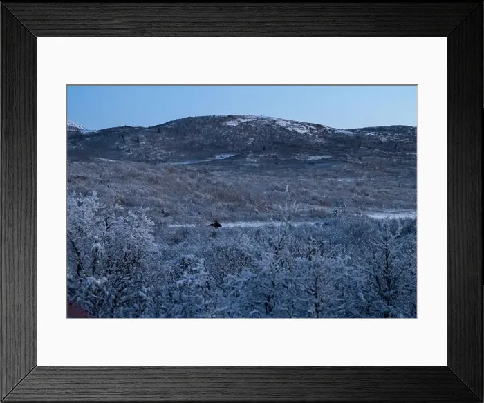 Framed Print : Moose lying in field in front of hills on a winter evening near Delta Junction, Alaska Framed Print : Moose lying in field in front of hills on a winter evening near Delta Junction, Alaska