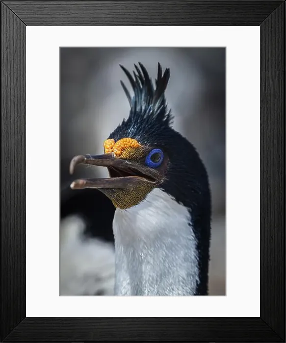 Framed Print : Blue-eyed Cormorant (Phalacrocorax atriceps) Framed Print : Blue-eyed Cormorant (Phalacrocorax atriceps)
