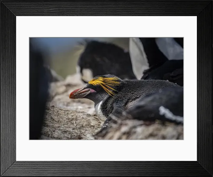 Framed Print : Golden crested penguin (Eudyptes chrysolophus) Framed Print : Golden crested penguin (Eudyptes chrysolophus)
