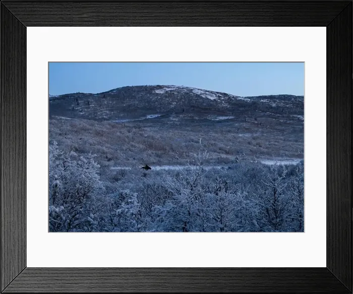 Framed Print : Moose lying in field in front of hills on a winter evening near Delta Junction, Alaska Framed Print : Moose lying in field in front of hills on a winter evening near Delta Junction, Alaska