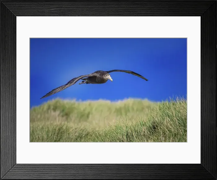 Framed Print : Southern Giant Petrel (Macronectes giganteus) Framed Print : Southern Giant Petrel (Macronectes giganteus)