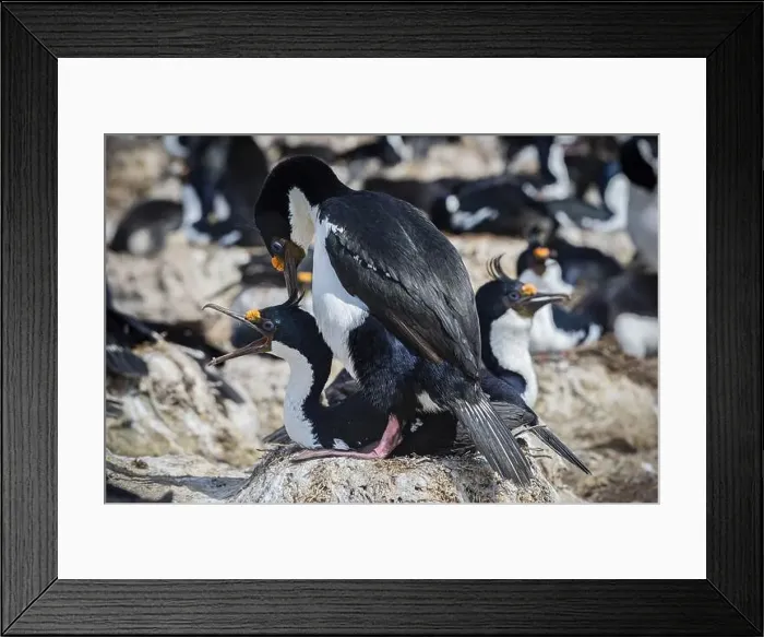 Framed Print : Blue-eyed Cormorant (Phalacrocorax atriceps) Framed Print : Blue-eyed Cormorant (Phalacrocorax atriceps)