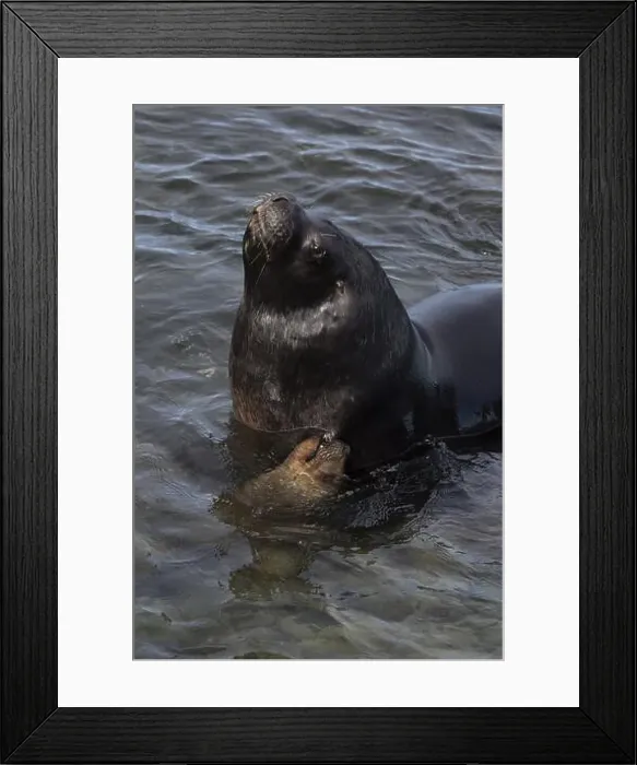 Framed Print : Male maned seal (Otaria flavescens) in shallow water Framed Print : Male maned seal (Otaria flavescens) in shallow water