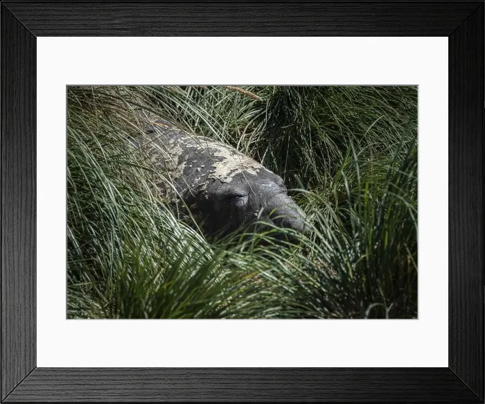 Framed Print : Southern elephant seal (Mirounga leonina) resting in Tussac grass Framed Print : Southern elephant seal (Mirounga leonina) resting in Tussac grass