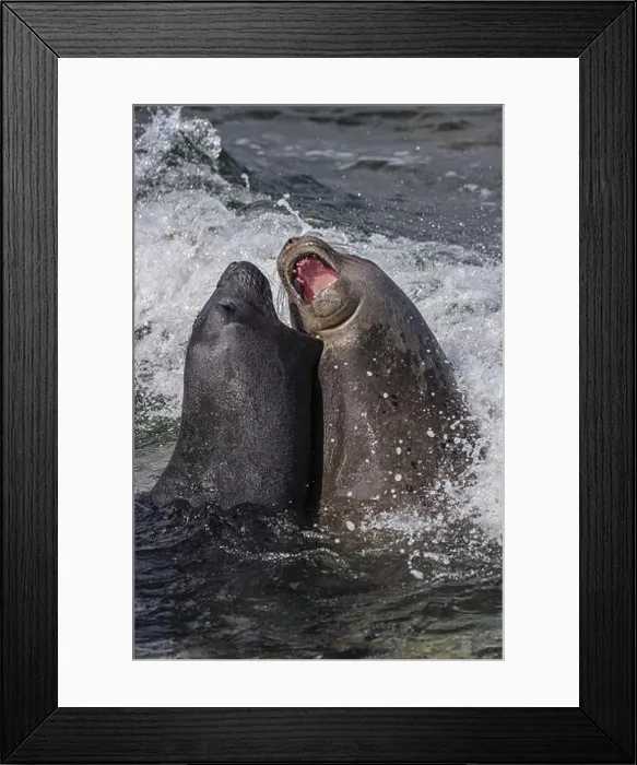 Framed Print : Young male Southern elephant seals (Mirounga leonina) playfully fighting in shallow water Framed Print : Young male Southern elephant seals (Mirounga leonina) playfully fighting in shallow water