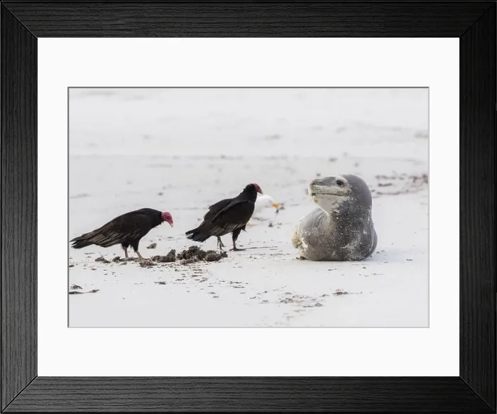 Framed Print : Leopard seal (Hydrurga leptonyx) resting on a beach with turkey vultures (Cathartes aura) Framed Print : Leopard seal (Hydrurga leptonyx) resting on a beach with turkey vultures (Cathartes aura)