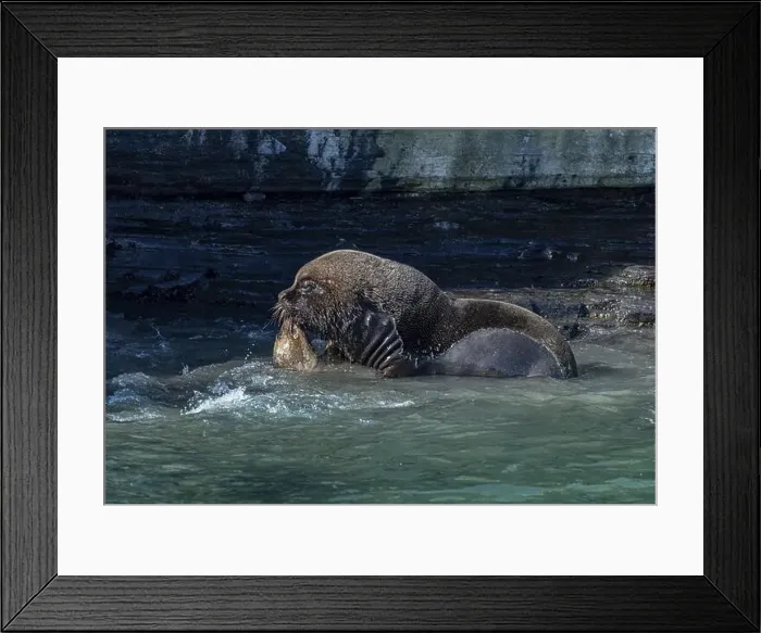 Framed Print : Male maned seal (Otaria flavescens) mating with a female Framed Print : Male maned seal (Otaria flavescens) mating with a female