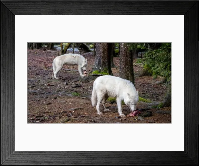 Framed Print : Two Arctic wolves roam in a forest; one feeds on meat while the other explores the surroundings dampened by scattered Framed Print : Two Arctic wolves roam in a forest; one feeds on meat while the other explores the surroundings dampened by scattered