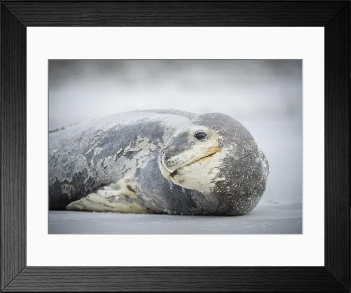 Framed Print : Leopard seal (Hydrurga leptonyx) resting on a beach Framed Print : Leopard seal (Hydrurga leptonyx) resting on a beach