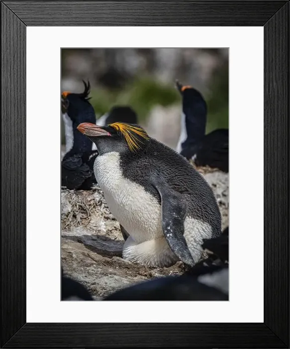 Framed Print : Golden crested penguin (Eudyptes chrysolophus) Framed Print : Golden crested penguin (Eudyptes chrysolophus)