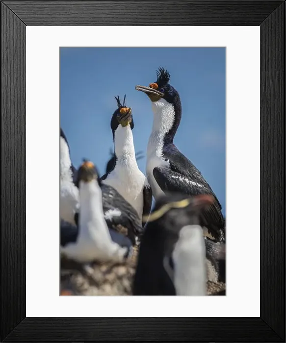 Framed Print : Blue-eyed Cormorant (Phalacrocorax atriceps) Framed Print : Blue-eyed Cormorant (Phalacrocorax atriceps)