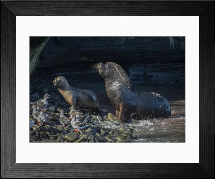 Framed Print : Male maned seal (Otaria flavescens) fetching a female back into his harem