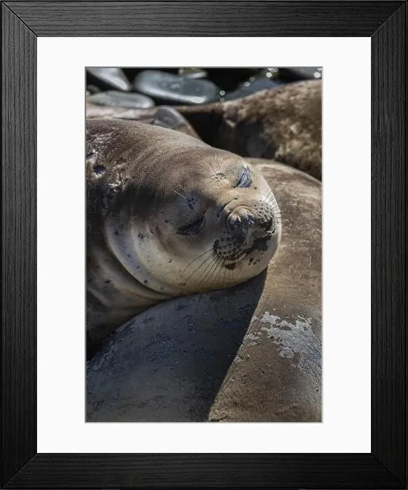 Framed Print : Young female Southern elephant seal (Mirounga leonina) resting on a beach Framed Print : Young female Southern elephant seal (Mirounga leonina) resting on a beach