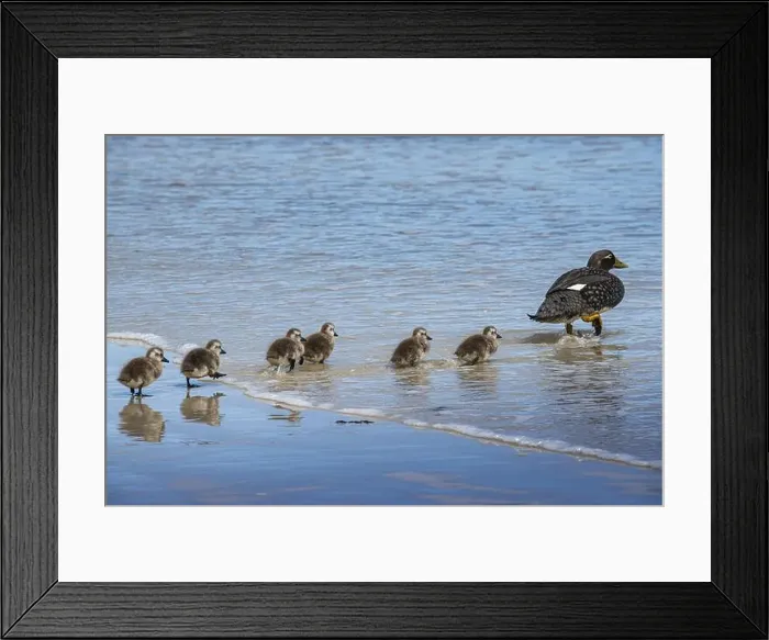 Framed Print : Falkland Steamer Duck (Tachyeres brachydactyla) Framed Print : Falkland Steamer Duck (Tachyeres brachydactyla)