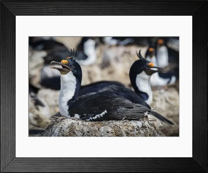 Framed Print : Blue-eyed Cormorant (Phalacrocorax atriceps) on its nest Framed Print : Blue-eyed Cormorant (Phalacrocorax atriceps) on its nest