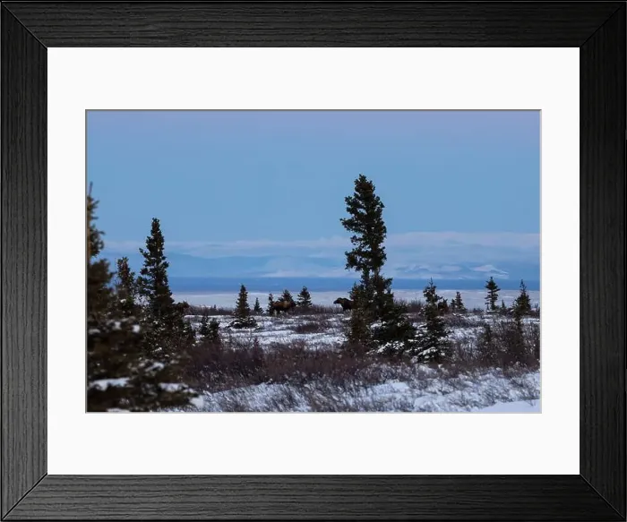 Framed Print : Five moose in a snowy field near Donnelly Dome on a winter afternoon in interior Alaska Framed Print : Five moose in a snowy field near Donnelly Dome on a winter afternoon in interior Alaska