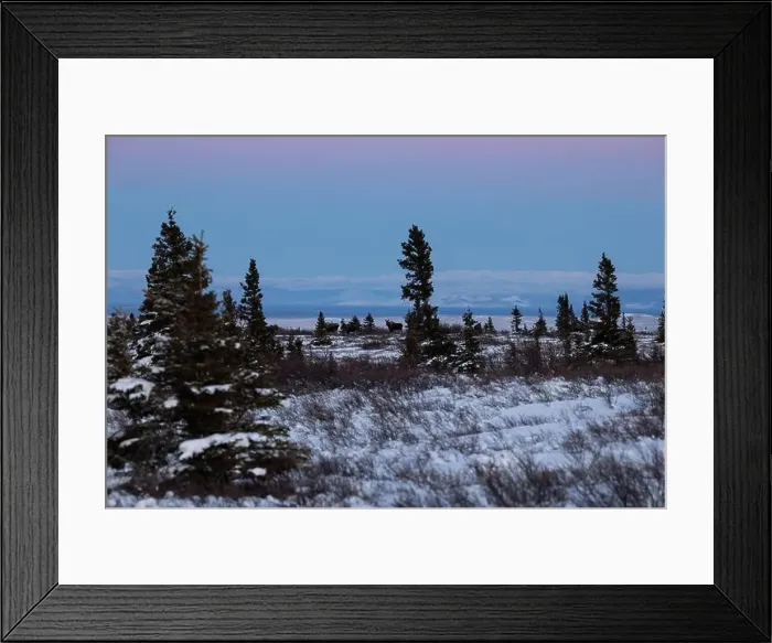Framed Print : Five moose in a snowy field near Donnelly Dome on a winter afternoon in interior Alaska Framed Print : Five moose in a snowy field near Donnelly Dome on a winter afternoon in interior Alaska