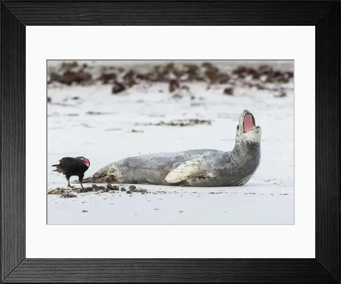 Framed Print : Leopard seal (Hydrurga leptonyx) and turkey vulture (Cathartes aura) Framed Print : Leopard seal (Hydrurga leptonyx) and turkey vulture (Cathartes aura)