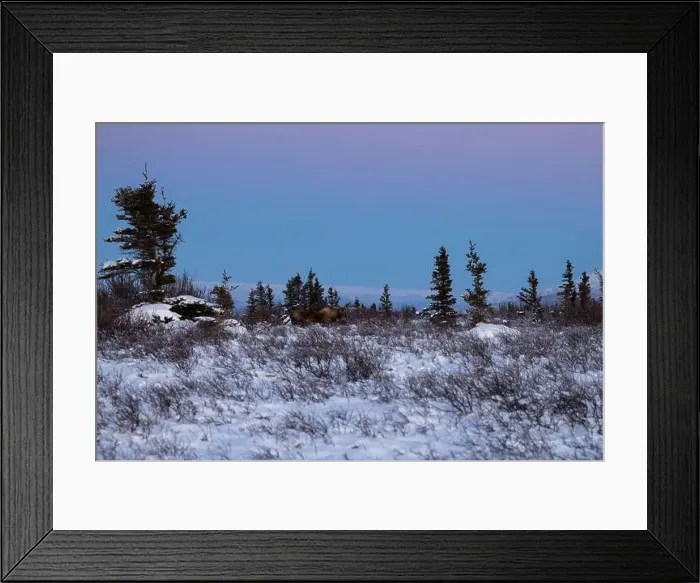 Framed Print : Moose standing in snowy field with plants and trees on a winter dy with a pink sky near Delta Junction, Alaska Framed Print : Moose standing in snowy field with plants and trees on a winter dy with a pink sky near Delta Junction, Alaska