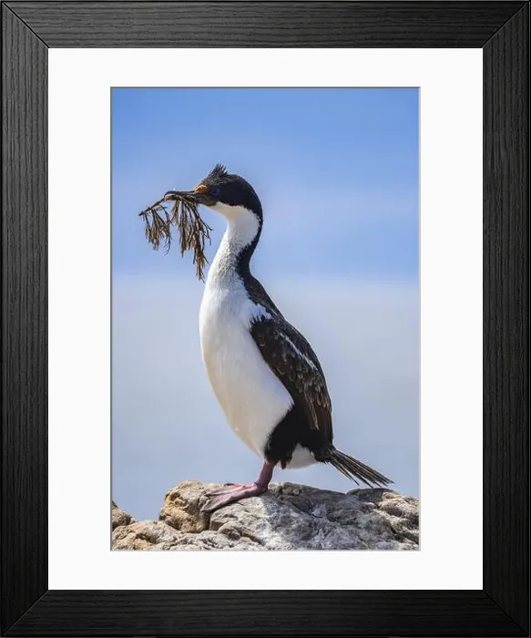 Framed Print : Blue-eyed Cormorant (Phalacrocorax atriceps) Framed Print : Blue-eyed Cormorant (Phalacrocorax atriceps)
