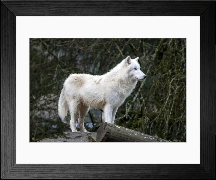Framed Print : An Arctic wolf, distinguished by its thick white coat Framed Print : An Arctic wolf, distinguished by its thick white coat