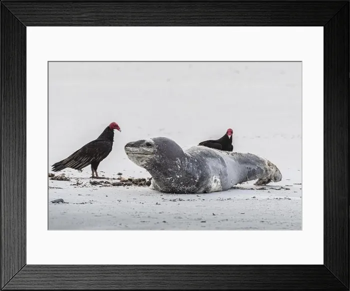 Framed Print : Leopard seal (Hydrurga leptonyx) resting on a beach with turkey vultures (Cathartes aura) Framed Print : Leopard seal (Hydrurga leptonyx) resting on a beach with turkey vultures (Cathartes aura)
