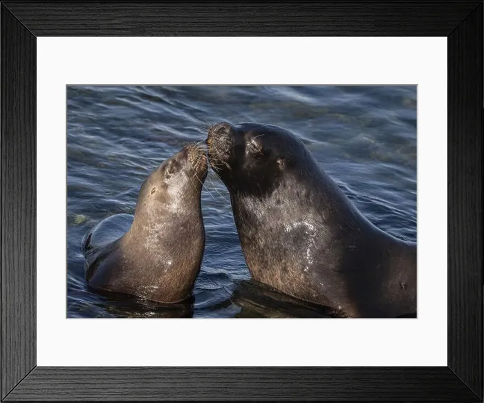 Framed Print : Maned seals (Otaria flavescens) showing readiness to mate Framed Print : Maned seals (Otaria flavescens) showing readiness to mate