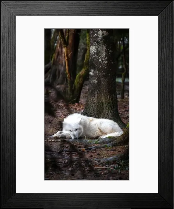 Framed Print : A majestic Arctic wolf, distinguished by its pure white fur Framed Print : A majestic Arctic wolf, distinguished by its pure white fur