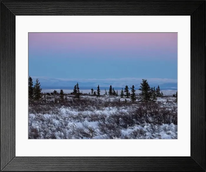 Framed Print : Bright pink sky over snowy field with moose on a winter afternoon near Delta Junction, Alaska Framed Print : Bright pink sky over snowy field with moose on a winter afternoon near Delta Junction, Alaska