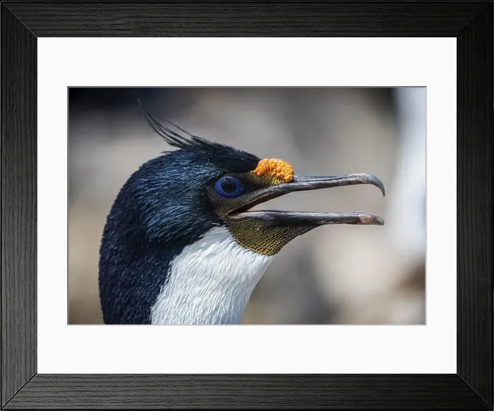 Framed Print : Blue-eyed Cormorant (Phalacrocorax atriceps) Framed Print : Blue-eyed Cormorant (Phalacrocorax atriceps)