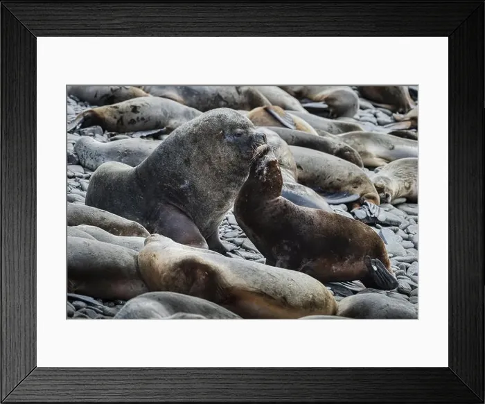 Framed Print : Maned seals (Otaria flavescens) showing readiness to mate Framed Print : Maned seals (Otaria flavescens) showing readiness to mate