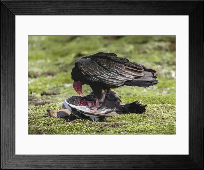 Framed Print : Turkey Vulture (Cathartes aura) on the carcass of a Magellanic Goose (Chloephaga picta) Framed Print : Turkey Vulture (Cathartes aura) on the carcass of a Magellanic Goose (Chloephaga picta)