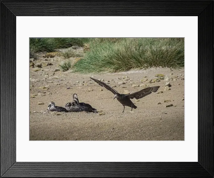 Framed Print : Southern Giant Petrel (Macronectes giganteus) Framed Print : Southern Giant Petrel (Macronectes giganteus)