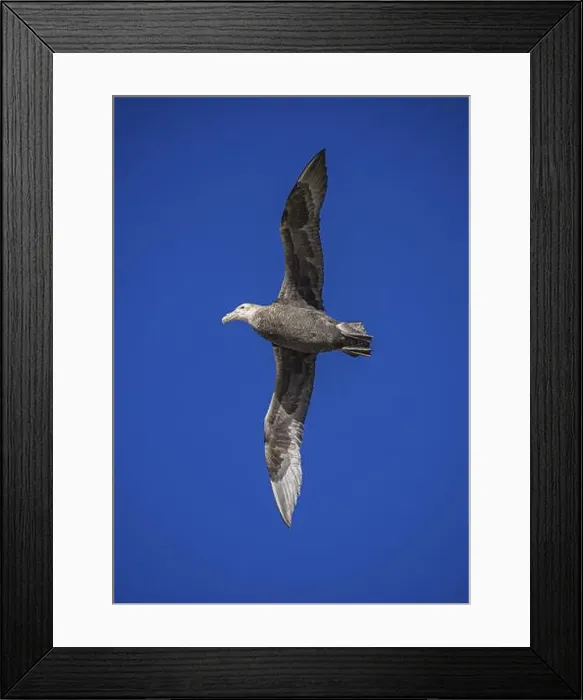 Framed Print : Southern Giant Petrel (Macronectes giganteus) Framed Print : Southern Giant Petrel (Macronectes giganteus)