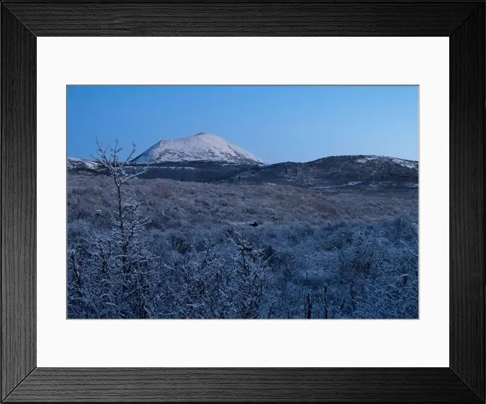 Framed Print : Moose lying in snowy field in front of Donnelly Dome on a winter evening near Delta Junction, Alaska